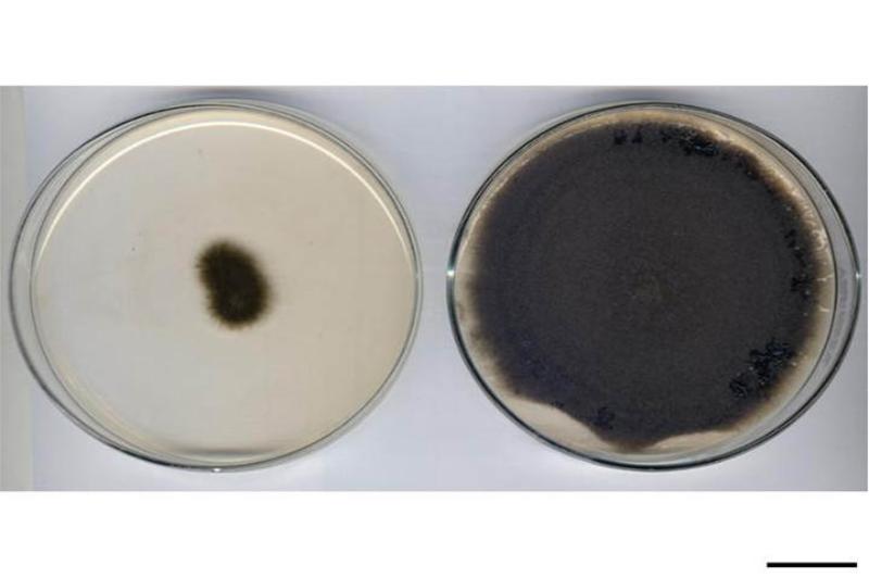 what is alternaria mold