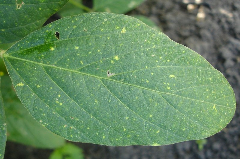 how to get rid of downy mildew