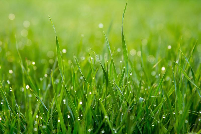 how to treat powdery mildew on grass