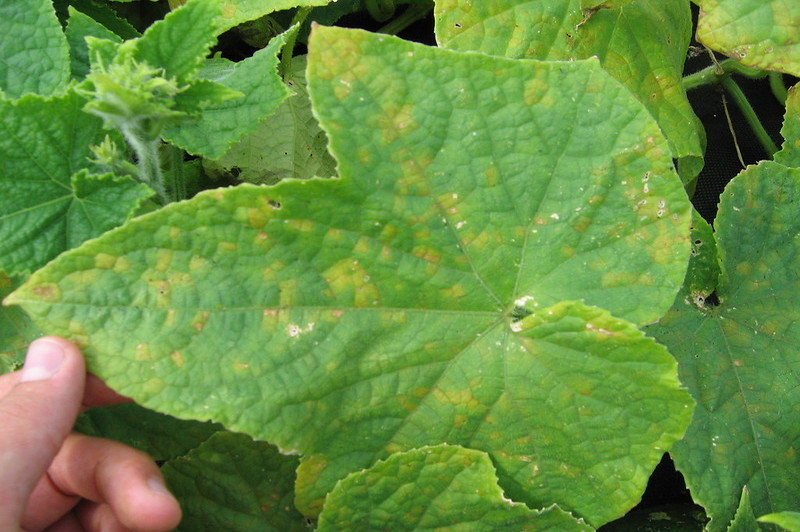 what is downy mildew