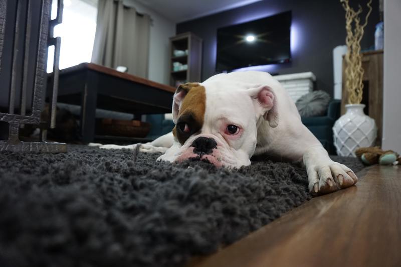 how to get mildew smell out of carpet padding