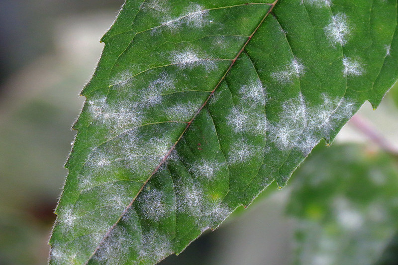 how to get rid of powdery mildew organically