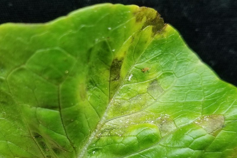 what causes downy mildew