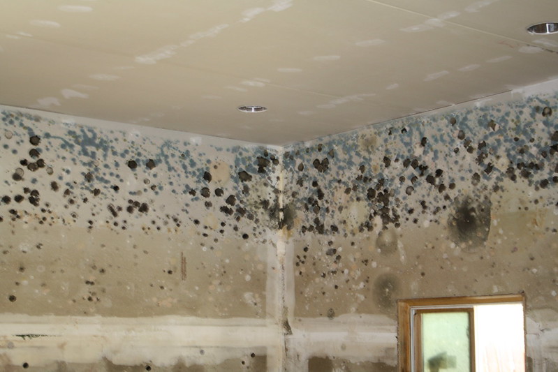 what is difference between mold and mildew