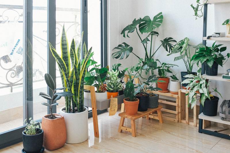 why do indoor plants collect mildew