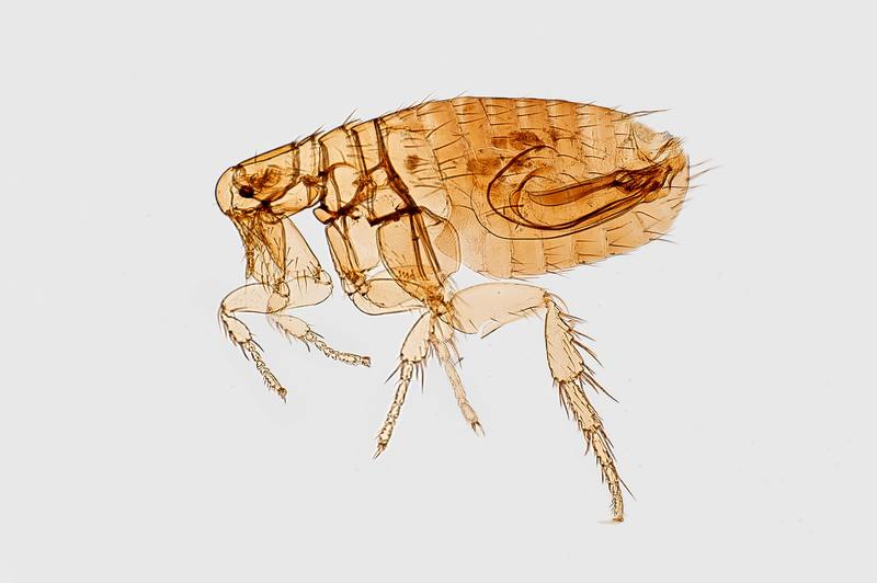 how do pest control get rid of fleas