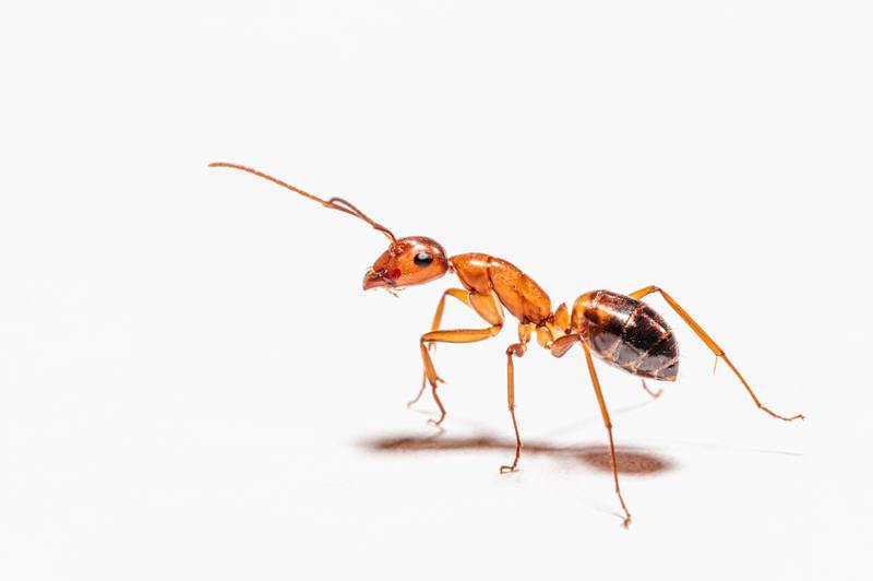 how much does pest control cost for ants