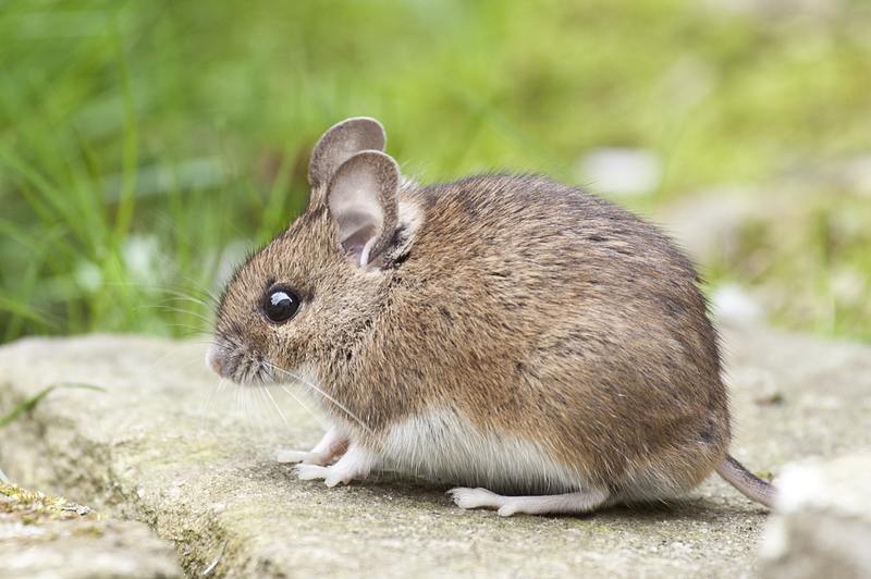 how much is pest control for mice
