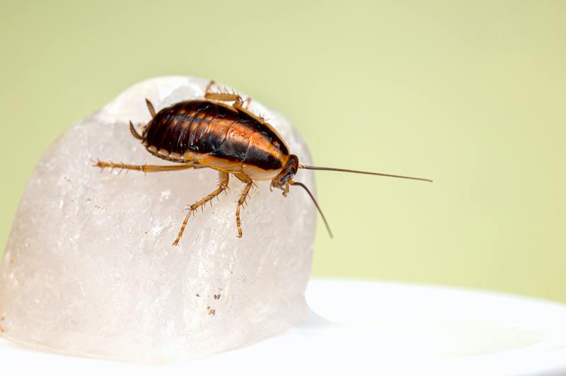 how much is pest control for roaches
