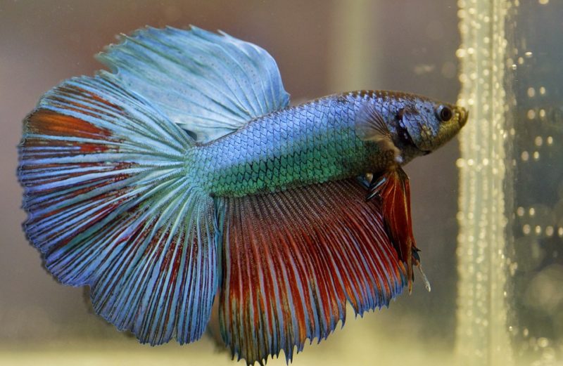 how to keep betta fish warm without a heater