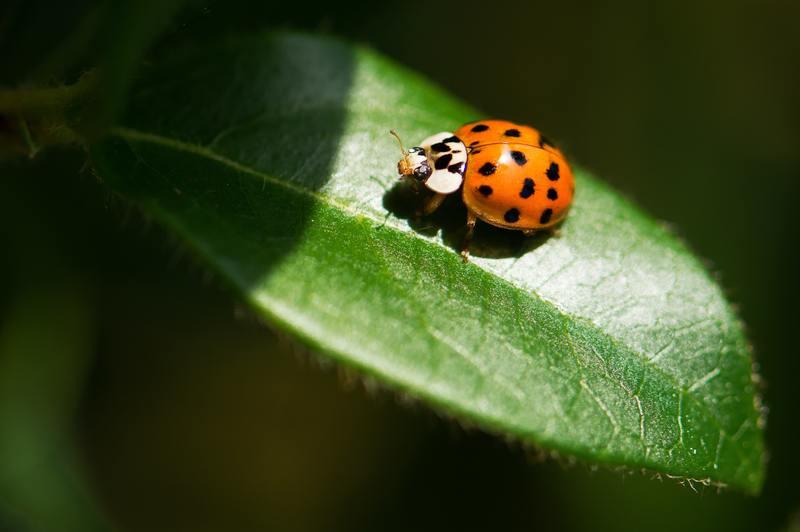 how to use ladybugs for pest control