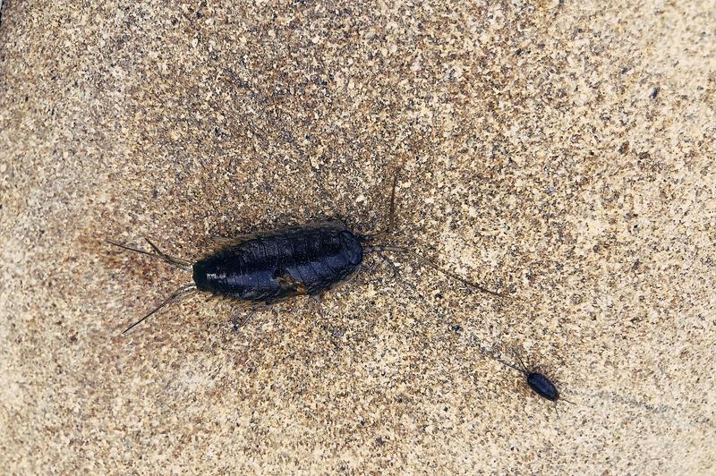 what do pest control use for roaches