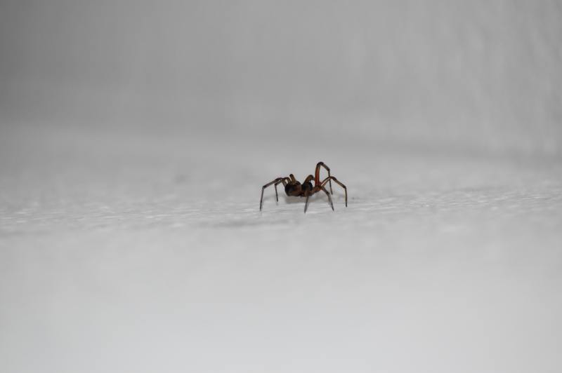 what is the best pest control for spiders
