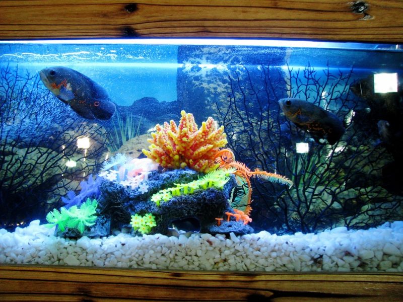 How to warm up a fish tank without a heater
