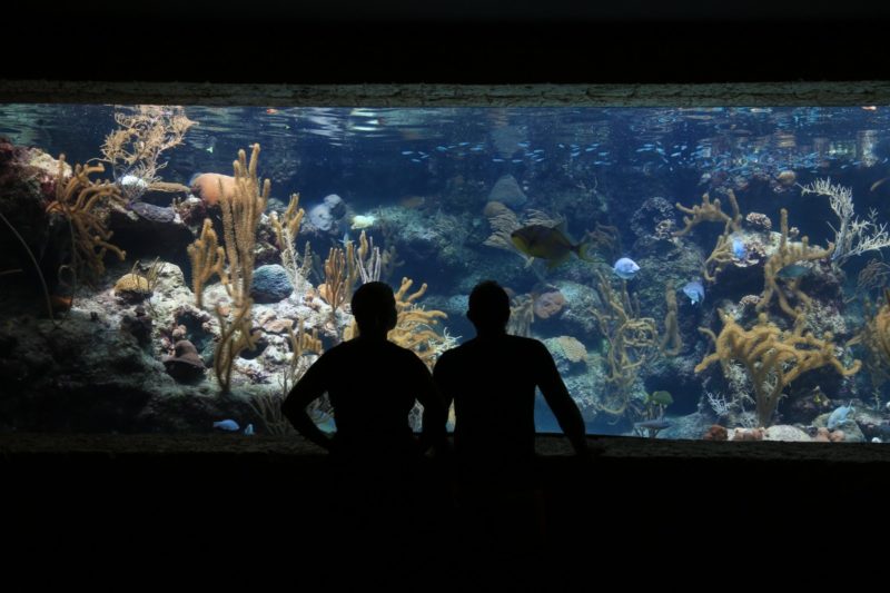 what size heater for 55-gallon aquarium
