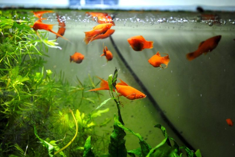 how to know if aquarium heater is working