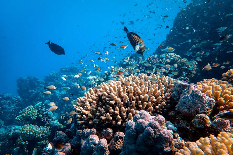 do coral reefs get water damaged