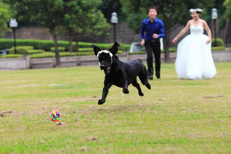 how to incorporate dog into wedding